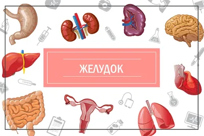 Связи в нашем теле, о которых вы не знали. Желудок. | Студия красоты и  здоровья | Дзен