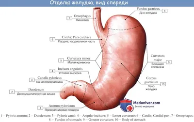 Эрозии желудка - причины появления, симптомы заболевания, диагностика и  способы лечения