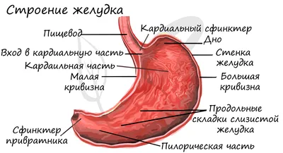 Пищевод и желудок, подготовка к ЕГЭ по биологии