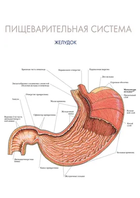 Гастрит, язва, нарушение работы желудка: что нужно знать после праздников