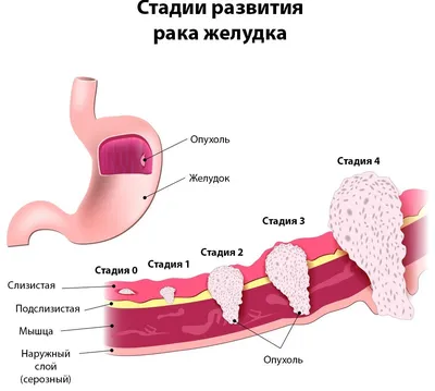 Бутерброд и желудок