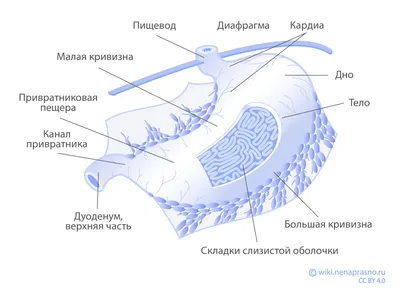 Желудок человека 3D модель - Скачать Анатомия на 3DModels.org