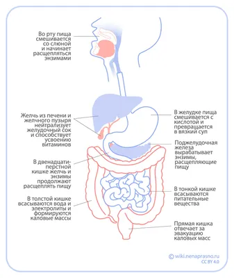 Онко Вики — Как устроен и как работает желудок?