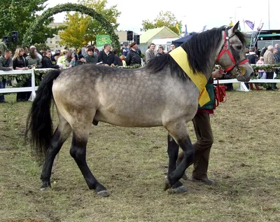 Жемайтская лошадь фото
