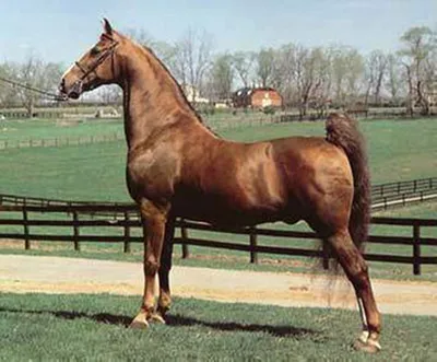 Жемайтская лошадь: символ свободы и силы