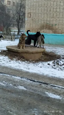 Более 50 детей стали жертвами нападения собак на Ямале | Вслух.ru