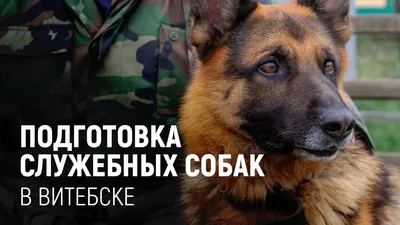 Как правильно подавать команды собаке - Dogtricks.ru