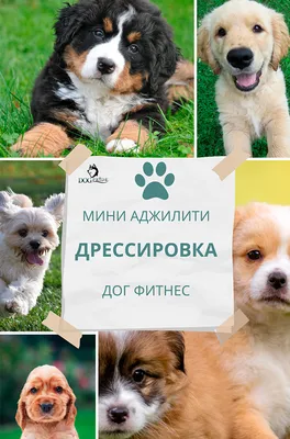 https://74.ru/text/animals/2021/06/27/69993419/