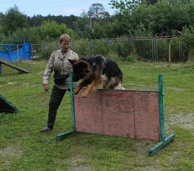 DOGPRIDE Екатеринбург - груминг екатеринбург, стрижка собак екатеринбург,  дрессировка екатеринбург, зоомагазин екатеринбург, хендлинг екатеринбург