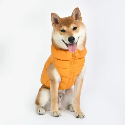 Pet Fashion «Орбита» Жилетка для собак S-2 ᐉ купить в Днепре, Киеве,  Украине ≡ Цена, Отзывы || Сытая морда