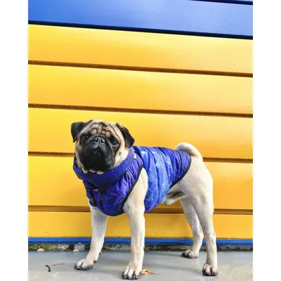 WAUDOG AiryVest Colors of freedom купить в Киеве ᐅ Жилет для собак - цена в  Украине ᐅ Lovepet