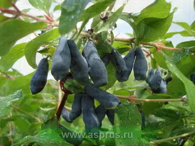 Жимолость Северная красавица (Boreal Beauty) — купите саженцы в контейнере  в Краснодаре - Прекраснодар — садовый центр в Краснодаре