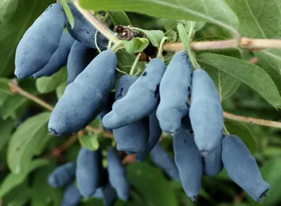 Жимолость японская Ауреоретикулата Lonicera japonica Aureoreticulata -  купить декоративные и хвойные растения с доставкой по Украине в магазине  Добродар