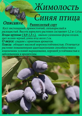 🌱 Жимолость татарская по цене от 2730 руб: саженцы, крупномеры - купить в  Москве с доставкой - интернет-магазин Все Сорта