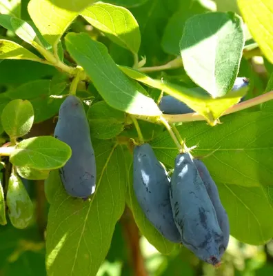 Lonicera caerulea var. kamtschatica 'Sinyaya Ptitsa' ('Синяя птица')-  Honeyberry, Жимолость голубая | Johann's Garden - A Specialty Plant Nursery