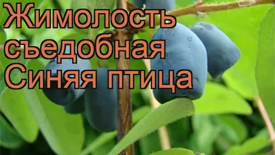 Саженец жимолости съедобной, сорт \"Синяя птица\" (в контейнере, 3 года)  купить в Бресте по низкой цене