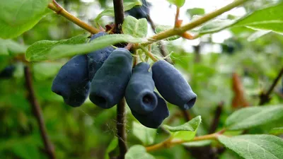 Жимолость съедобная 'Синяя птица', купить в Ростове, Lonicera edulis 'Blue  bird', Ягодные культуры Купить растения в Ростове-на-Дону,  Интернет-магазин, питомник растений, хвойные и лиственные, уличные,  плодовые и декоративные деревья и кустарники ...