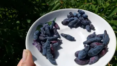 Жимолость съедобная (Lonicera edulis `Авача`) - Жимолость съедобная -  Жимолость - Декоративные кустарники - По виду - Каталог -  LESKOVO-PITOMNIK.ru