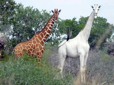 Giraffe (Giraffa camelopardus) - Shadows Of Africa