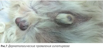 Գիտե՞ս 🐩 Շների օրվա կերաբաժնում... - JOLI Veterinary Center | Facebook