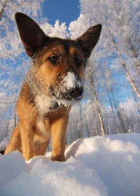 Красивая собака Corgi жирная Стоковое Изображение - изображение  насчитывающей собака, отрезок: 168268253