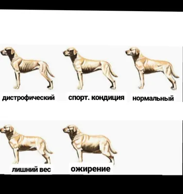 Как толстая собака похудела | Пикабу