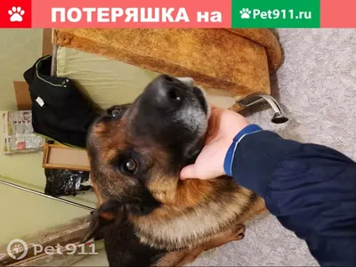 Собака с жировиком на Юбилейном проспекте, 36, Химки | Pet911.ru