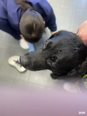 Найден кобель немецкой овчарки в Краснообске, Новосибирск | Pet911.ru