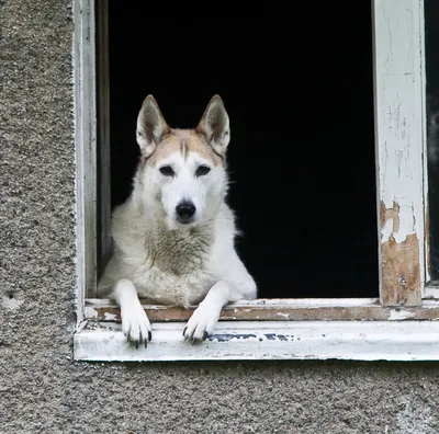 Натуралка - 👉 Сегодня поговорим про липому, которую большинство знает под  не таким пугающим (хотя и не особенно приятно звучащим) названием \"жировик\".  Жировики бывают и у людей, но в отличие от собак,