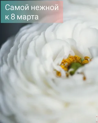 СПЕЦПРЕДЛОЖЕНИЕ К 8 марта 🌷💐 БЕНТО И ЖИВАЯ ЦВЕТОЧНАЯ КОМПОЗИЦИЯ идеальный  подарок любимым женщинам 🙌 живая композиция из цветов в… | Instagram