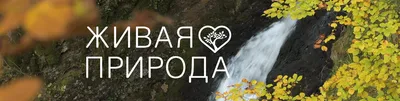 Живая и НЕживая ПРИРОДА развивающее видео, дидактическая игра - YouTube