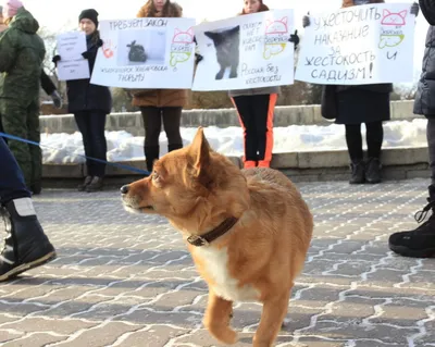 Петиция · Мать живодерки из Хабаровска (АлиныОрловой),Светлана Орлова  должна покинуть пост прокурора · Change.org