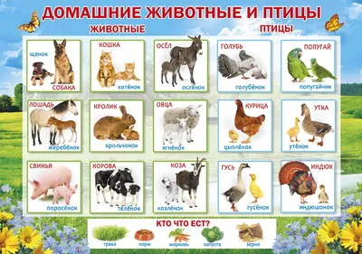 Животные и их детеныши. Для детей 4-6 лет — купить книги на русском языке в  DomKnigi в Европе