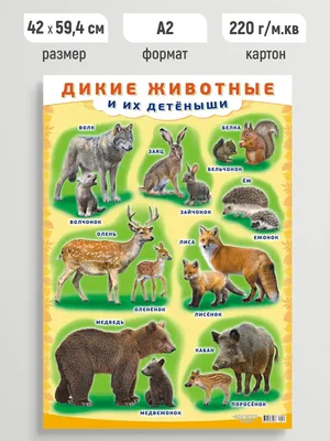 Домашние животные и их детёныши – купить по цене: 143,10 руб. в  интернет-магазине УчМаг