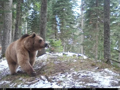 Trekking любознательных животных близко отстает - ретро фото Uzunkol, горы  Кавказа, Karachay-Cherkessia, Россия Стоковое Фото - изображение  насчитывающей высоко, холм: 53312790