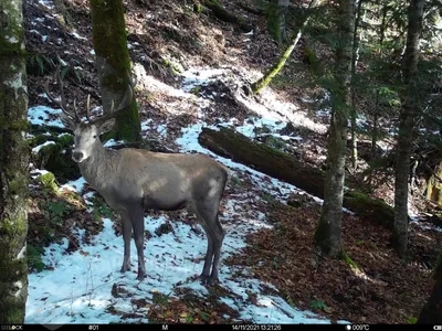 гон Кавказского благородного оленя (Cervus elaphus maral