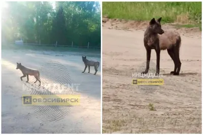 Пойдут под суд и заплатят 240 тысяч браконьеры - Восемь плюс один