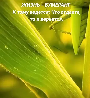 Жизнь – бумеранг. К тому и ведётся: что отдаёте, то и вернётся. То, что  посеешь – то и пожнёшь, ложью пробьётся ваша же... - Лента новостей ДНР