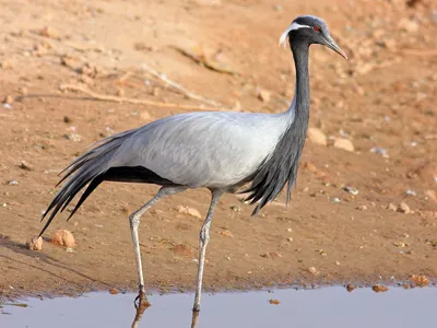 Журавель степовий - eBird