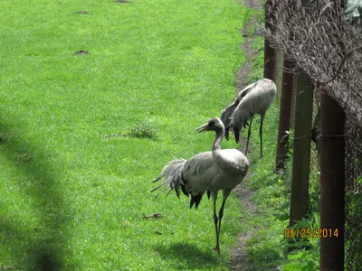 File:Журавель сірий (Grus grus), Оброшине.jpg - Wikimedia Commons