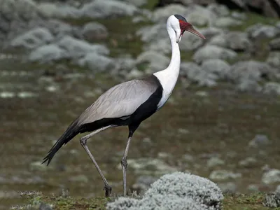 Журавель білошиїй - eBird