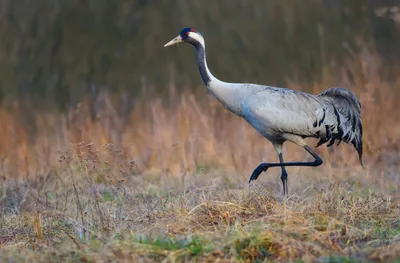 File:Журавель сірий (Grus grus) на болоті.jpg - Wiktionary, the free  dictionary