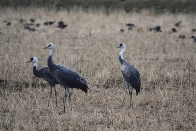 Журавель білошиїй - eBird