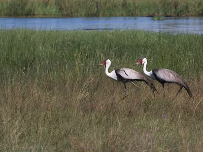 Журавель білошиїй - eBird