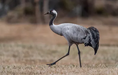 Журавль серый (Grus grus, Grus communis)