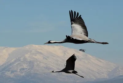 Серые журавли. | Gray сrane - Grus grus - Серый журавль. | Tamara Sardiko |  Flickr