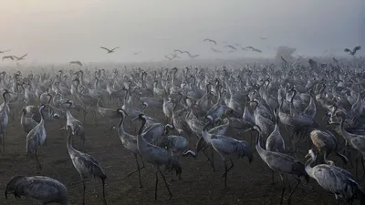 Японский журавль (Grus japonensis) — Зоопарк «Лимпопо» г. Нижний Новгород –  Нижегородский зоопарк