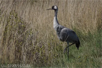 ФотоБлог Торгачкин Игорь Петрович © Igor Torgachkin: Серый журавль / Grus  grus / Common Crane