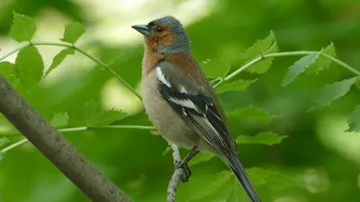 Зяблик (Fringilla coelebs). Птицы Европейской России.