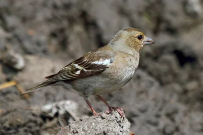 Зяблик (Fringilla coelebs). Птицы Европейской России.